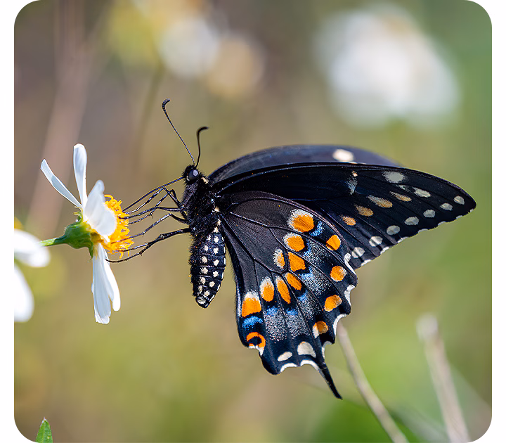 latin-feature-capture-tiny-details-with-macro-camera-536251001